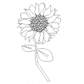 sunflower clipart outline