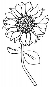 free sunflower drawing download